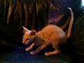 Flame Lynx Point Peterbald Kitten