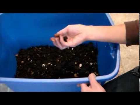 how to harvest worm castings