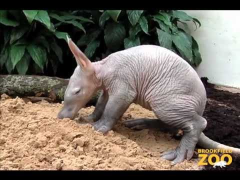 Aardvark
