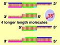 Polymerase Chain Reaction