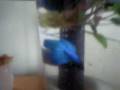 videos de Flaring betta fish