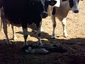Mosxari gennithike xwris podia! -A cow borned without legs
