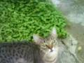videos de caseria