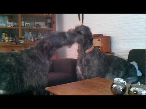 IRISH WOLFHOUND