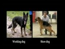 german sheperd