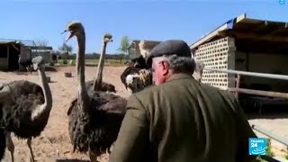 مزرعة النعام في قرية دار صلاح الفلسطينية