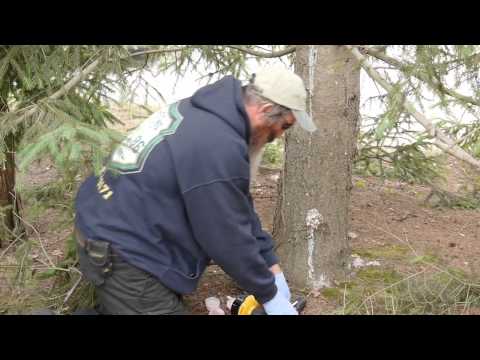 how to fertilize spruce trees