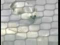 videos de Seal Breaks Into Cape Cod Fish Hatchery & Feasts