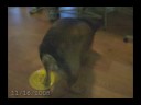 Dog VS. Frisbee
