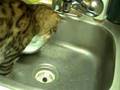 Bengal---Kat--Simby-Is-Back!