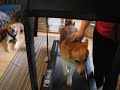 Sojhin on the treadmill