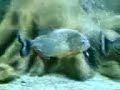 PIRANHA - Pygocentrus Cariba and Piraya