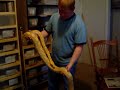 Purple Albino Retic Update