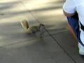 Confused or Curious Squirel