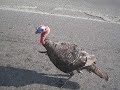 at least this turkey is smart enough to hate bmws ;-)
