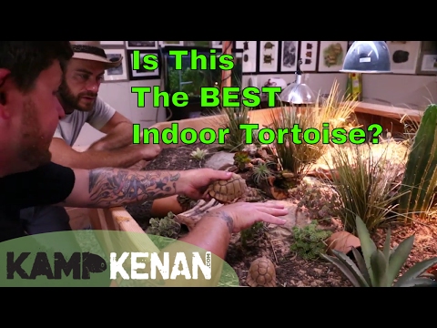 YouTube reptile video