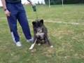 Akita Inu Cotsu-Ki, B'Akimitsu et Bara