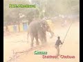 فى مهرجان شعبي فيل هائج يدمر كل شئ ويقتل رجل ويلعب به الكورة