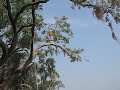 Huge tree jump VERY HIGH!!!!