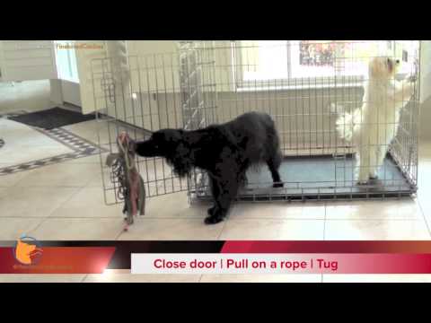 Chopper's Intermediate Dog Tricks and skills trained by Lexi Hayden (Naples Florida dog training)