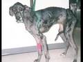 animal cruelty