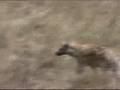 Mãe cerval e hiena faminta