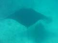マンタ グレーバリアリーフ/Manta rays at the Great Barrier Reef 3
