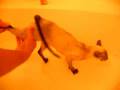 videos de Kitty Bath Adventure: Part 1