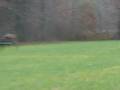 videos de Falconry: Hawk Down!