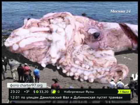 ловля гигантских кальмаров ловля гигантских кальмаров
