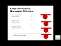 How Kidney Works - Three Important Renal Functionalities (Examville.com Education)