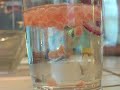 Molecular-Gastronomy