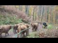 Transumanza da Tesserete a Comano