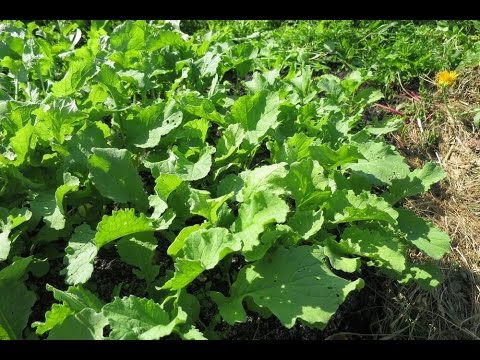 Редька дайкон выращивание в открытом грунте 130