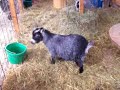 Pygmy goats kids - day four
