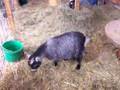 Pygmy goats kids - day four