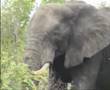 Elephants in Kruger Park