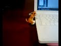 Qik - USB humping dog by Imei Hsu