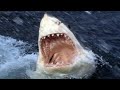 Rodney Fox Great White Shark Expedition