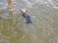 Swimming Bobo