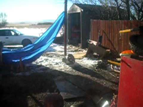 how to eliminate feral cats