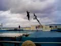Cretaceans leap high at Churaumi in Motobu, Okinawa, Japan