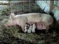 Spots with her first born piglets 2007