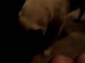 videos de Zach and Kapo wrestling