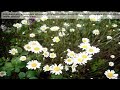billybobbain xoensaxo aileneirl90 MaCVuitton becirl80 butte.mov