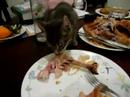 Webster eating Chicken