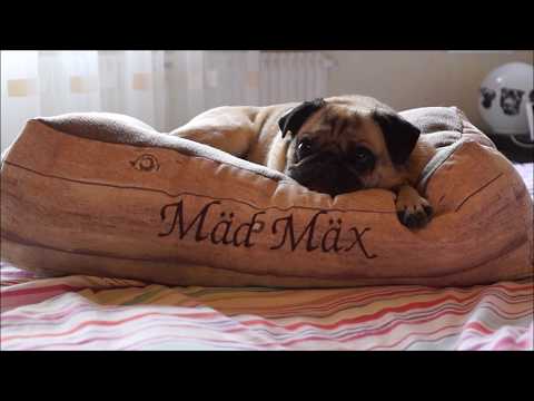 DIY Hundekissen eckig