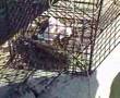 Crabbing in Tuckerton, New Jersey