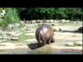 farting hippo / Nilpferd furzt