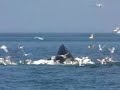 Humpback Whale Feeding in Stellwagen Bank Sanctuary